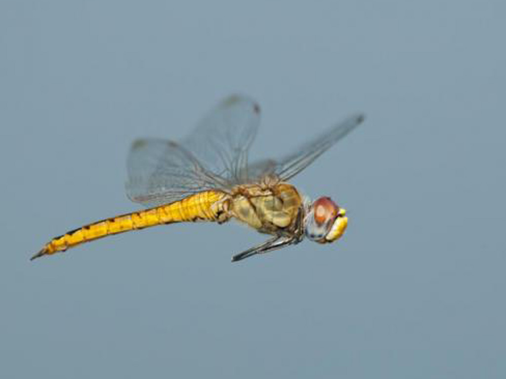 Chiêm bao thấy chuồn chuồn đậu trên người