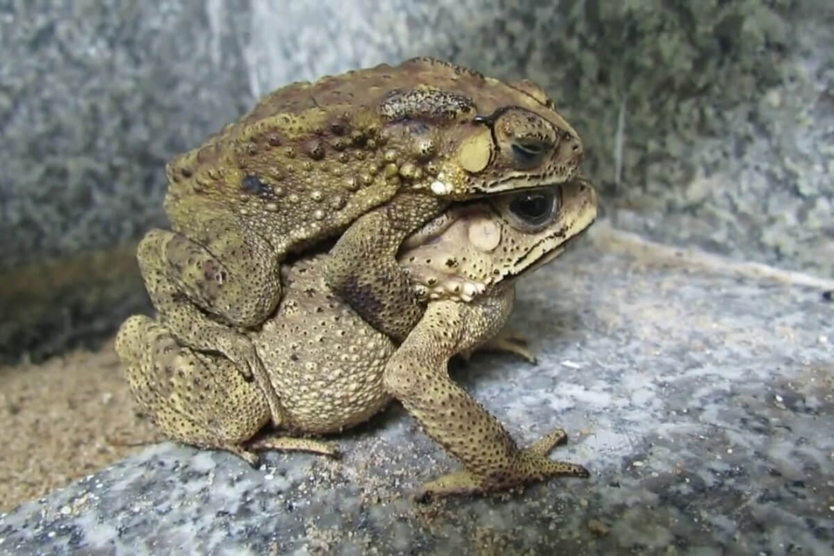 Mơ Thấy Con Cóc Điềm Gì? Tốt Hay Xấu? Đánh Số Mấy? 3 Mơ thấy cóc vàng mang lại tài lộc dồi dào