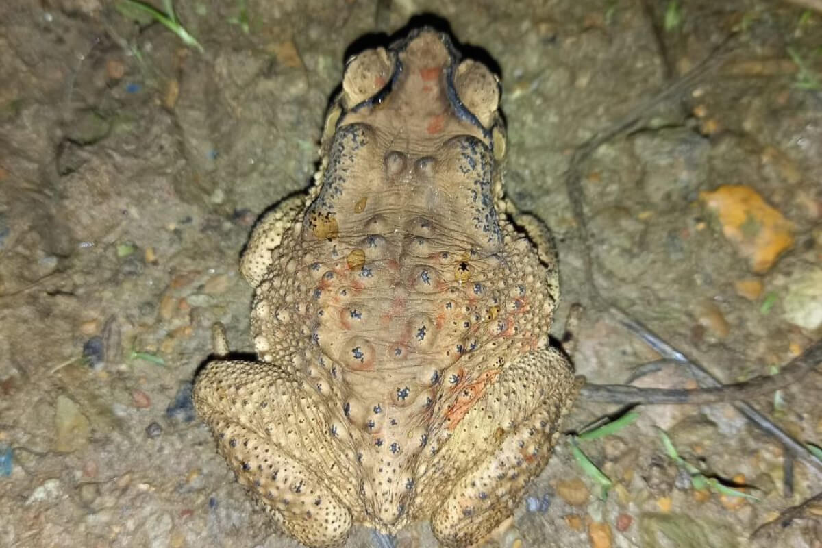 Mơ Thấy Con Cóc Điềm Gì? Tốt Hay Xấu? Đánh Số Mấy? 6 Nằm mơ thấy mình giết cóc cần cẩn trọng