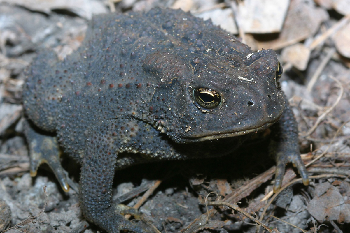 Mơ Thấy Con Cóc Điềm Gì? Tốt Hay Xấu? Đánh Số Mấy? 5 Mơ thấy con cóc chết là điềm báo không may