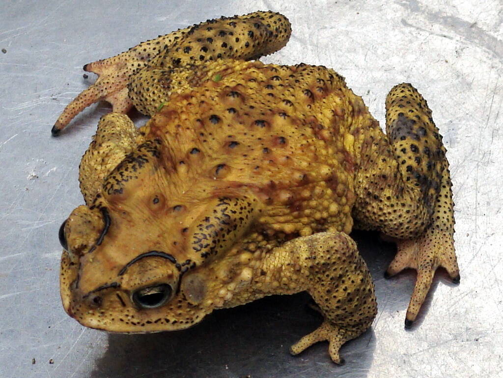 Mơ Thấy Con Cóc Điềm Gì? Tốt Hay Xấu? Đánh Số Mấy? 4 Chiêm bao thấy một đàn cóc và ý nghĩa