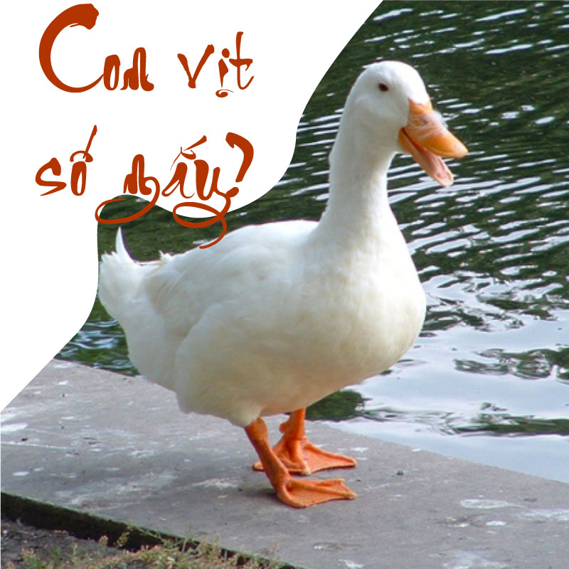 Giải Mã 50+ Giấc Mơ Thấy Vịt Điềm Báo Tốt Hay Xấu 2026 9 bà bầu mơ thấy vịt