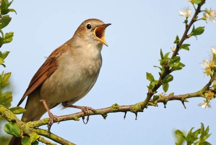 Nằm Mơ Thấy Chim Là Điềm Gì? Giải Mã Con Số May Mắn 2026 3 Nằm mơ thấy chim chết là điềm báo không may