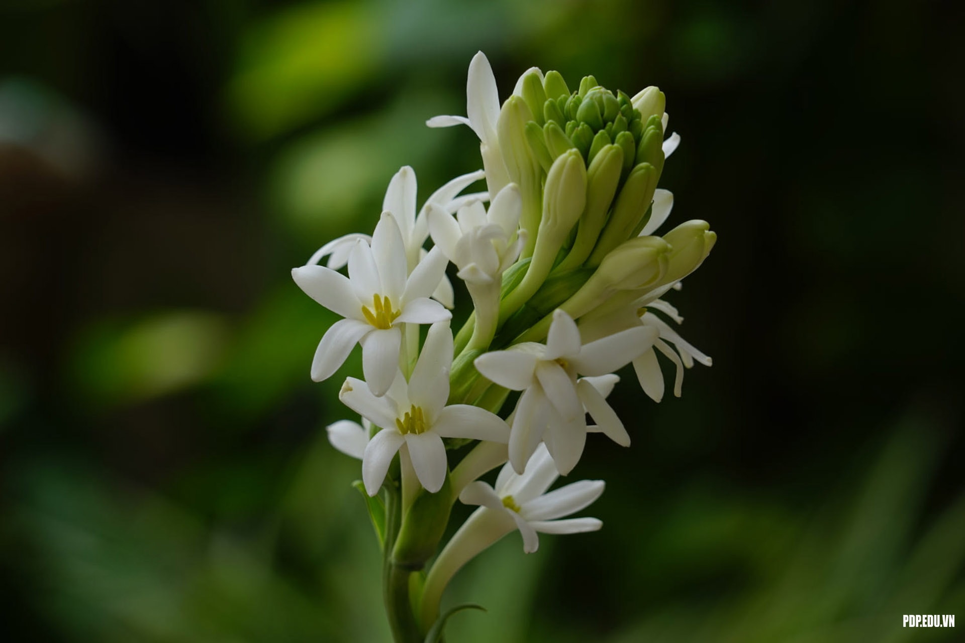 Mơ Thấy Hoa Giải Mã 50+ Điềm Báo Và Con Số May Mắn 2026 3 mơ thấy hoa huệ