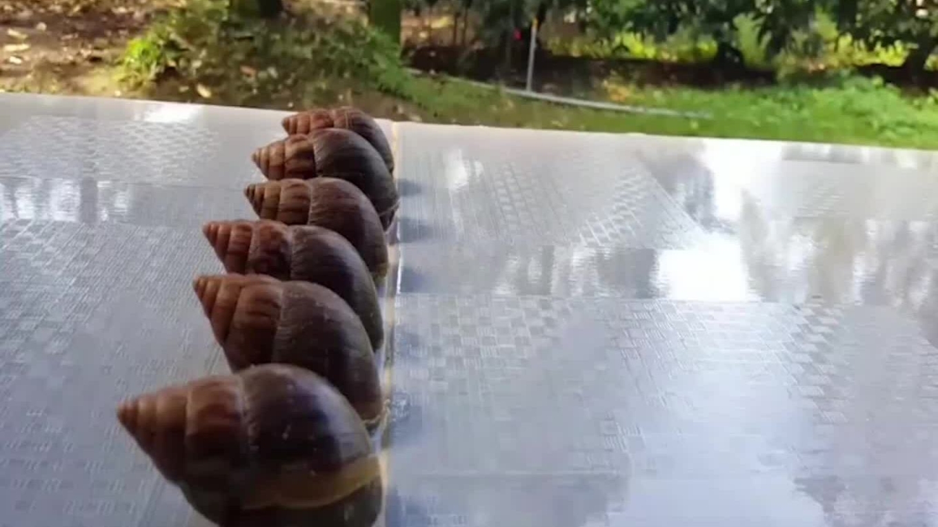 Mơ Thấy Ốc Sên Giải Mã Điềm Báo & Con Số May Mắn 2026 3 mơ thấy ốc sên bò lên người