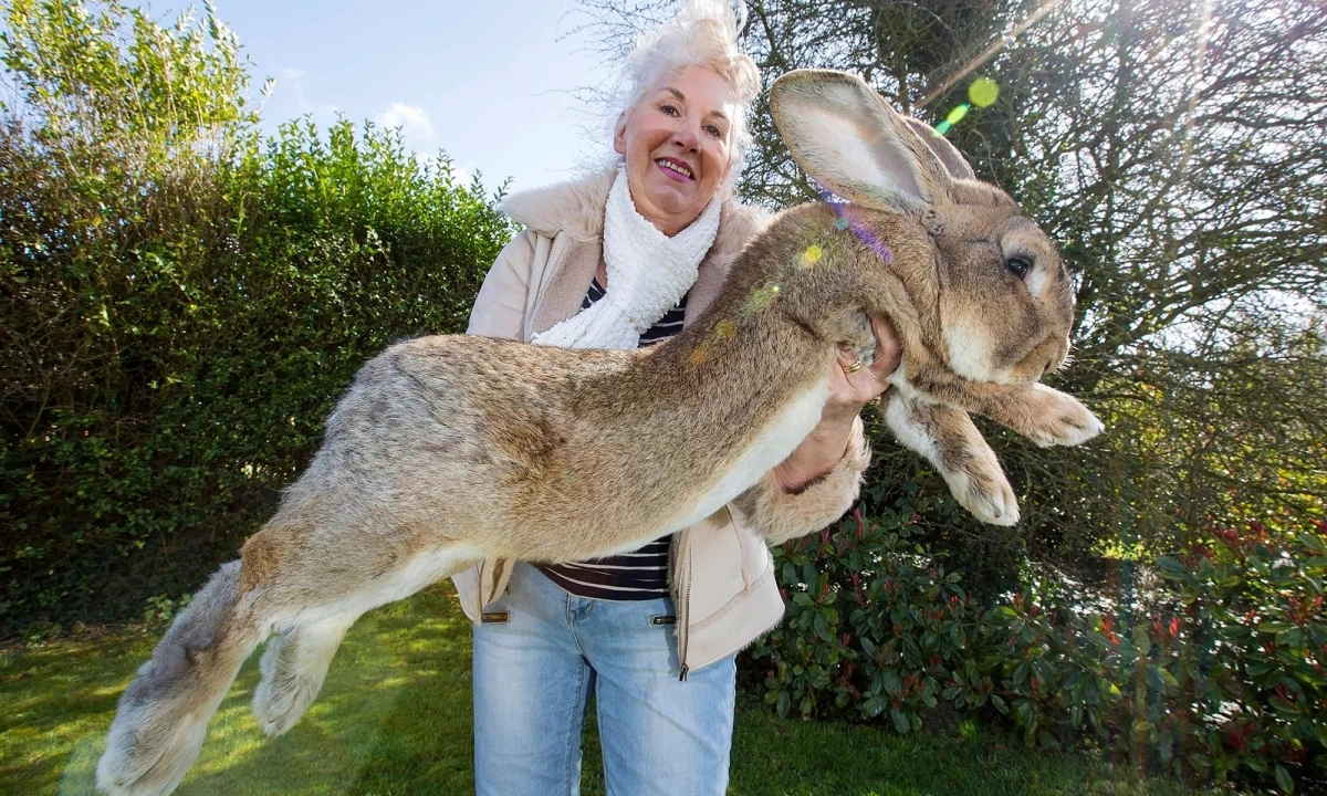 Mơ Thấy Thỏ Là Điềm Gì? Giải Mã Giấc Mơ & Con Số Lộc 5 mơ thấy bắt được thỏ