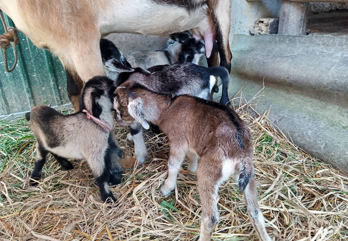 Mơ Thấy Dê Giải Mã Điềm Báo Tốt Xấu Và Số May Mắn 2026 5 mơ thấy dê đẻ con