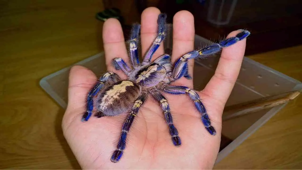 Mơ Thấy Nhện Điềm Gì? Luận Giải Chi Tiết Giấc Mơ Năm 2026 4 mơ thấy nhện khổng lồ