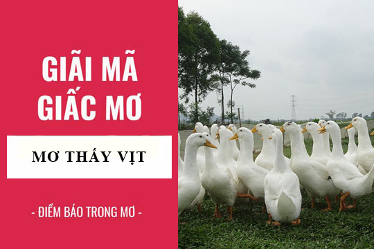 Giải Mã 50+ Giấc Mơ Thấy Vịt Điềm Báo Tốt Hay Xấu 2026 3 mơ thấy vịt trắng