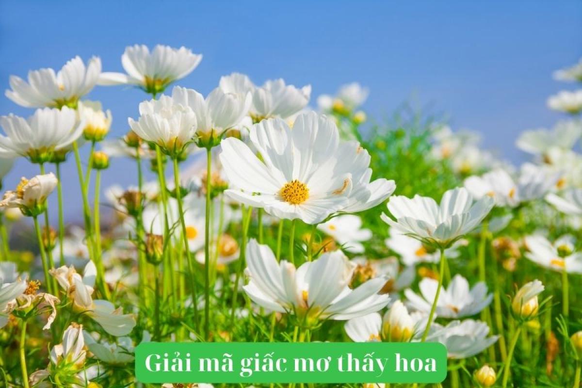 Mơ Thấy Hoa Giải Mã 50+ Điềm Báo Và Con Số May Mắn 2026 1 mơ thấy hoa