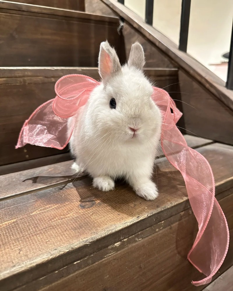 Mơ Thấy Thỏ Là Điềm Gì? Giải Mã Giấc Mơ & Con Số Lộc 7 nằm mơ thấy thỏ dễ thương