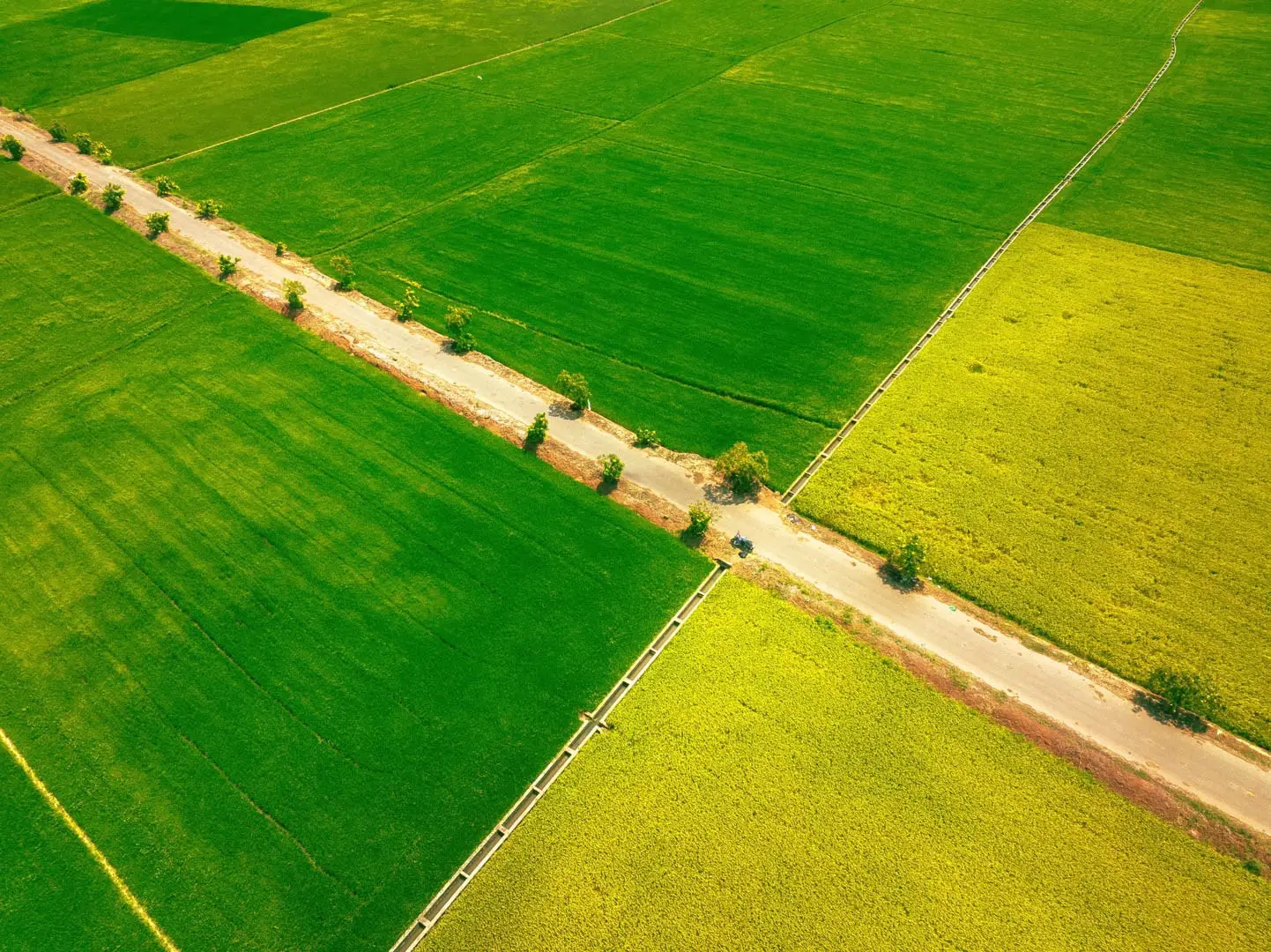 Mơ Thấy Lúa Điềm Báo Gì? Luận Giải Con Số May Mắn 2026 5 Mơ thấy lúa bị ngập nước