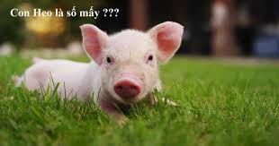 nằm mơ thấy heo con