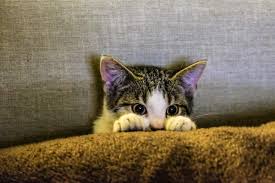 Giải Mã Nằm Mơ Thấy Mèo 50+ Điềm Báo & Số May Mắn 2026 2 nằm mơ thấy mèo đen