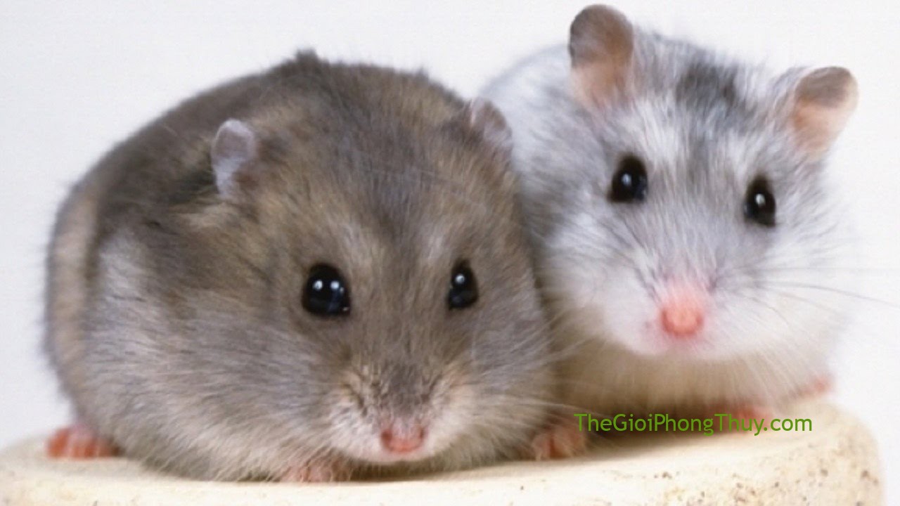 nằm mơ thấy nhiều chuột