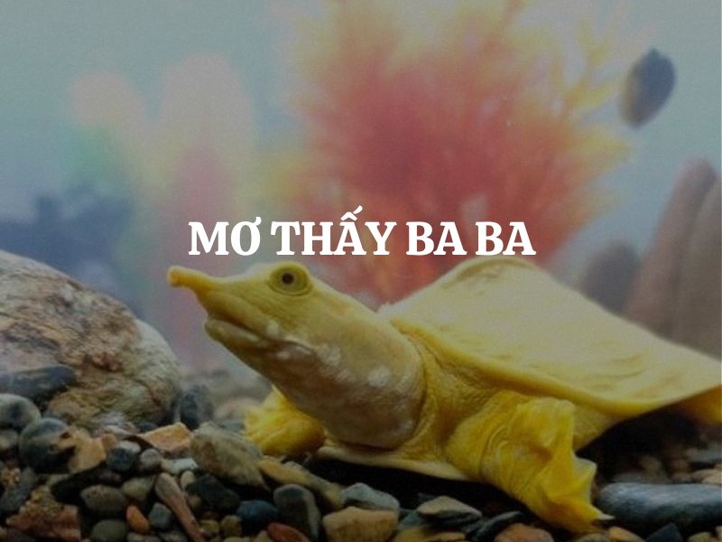 Mơ Thấy Ba Ba Là Điềm Gì? Giải Mã Giấc Mơ Và Con Số May Mắn 1 giải mã giấc mơ thấy ba ba