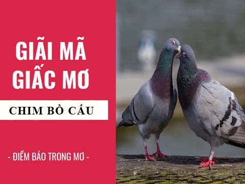 mo thay bo cau 4042