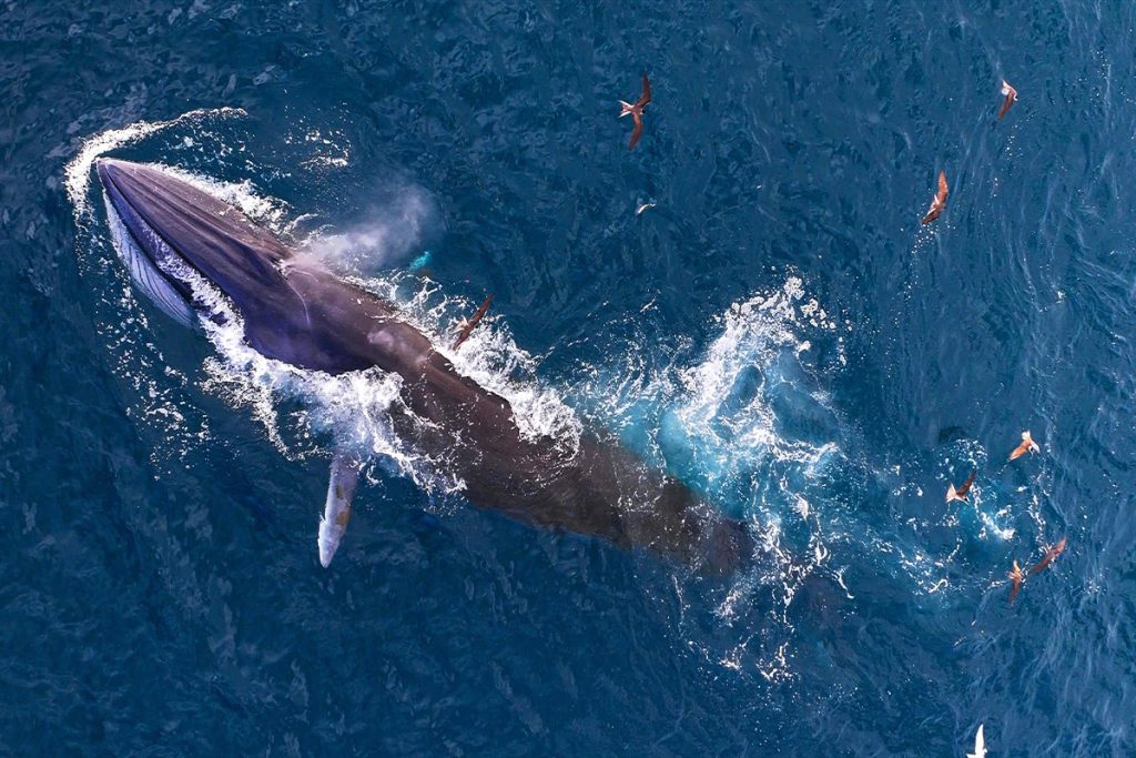 Mơ Thấy Cá Voi - Giải Mã Điềm Báo & Con Số May Mắn 2026 12 mo thay ca voi 4118