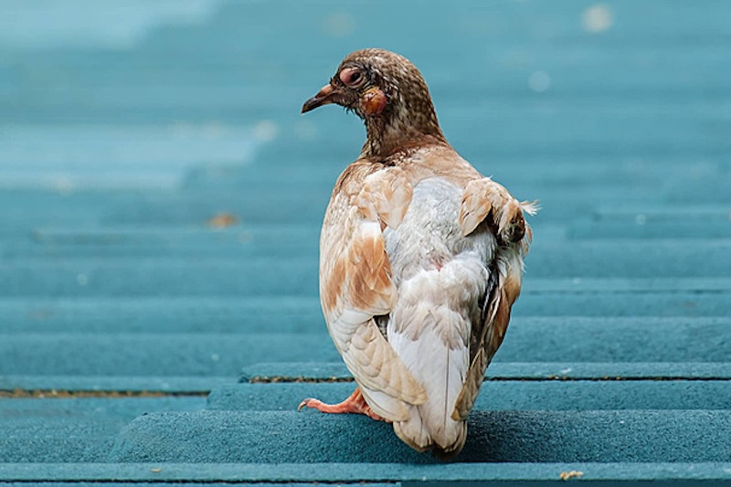 Nằm Mơ Thấy Chim Là Điềm Gì? Giải Mã Con Số May Mắn 2026 4 Mơ thấy bắt được chim