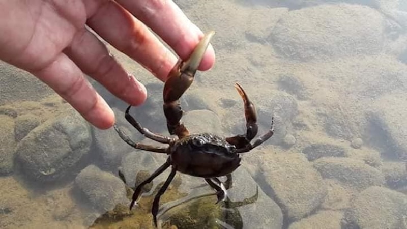 Nằm Mơ Thấy Cua Báo Điềm Gì? 55+ Con Số May Mắn 2026 7 nằm mơ thấy cua đồng