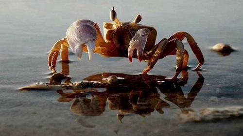 Nằm Mơ Thấy Cua Báo Điềm Gì? 55+ Con Số May Mắn 2026 4 mơ thấy cua chết