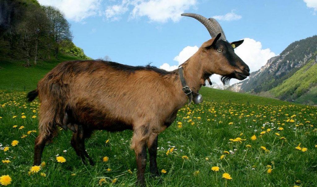 Mơ Thấy Dê Giải Mã Điềm Báo Tốt Xấu Và Số May Mắn 2026 8 mo thay de 4085