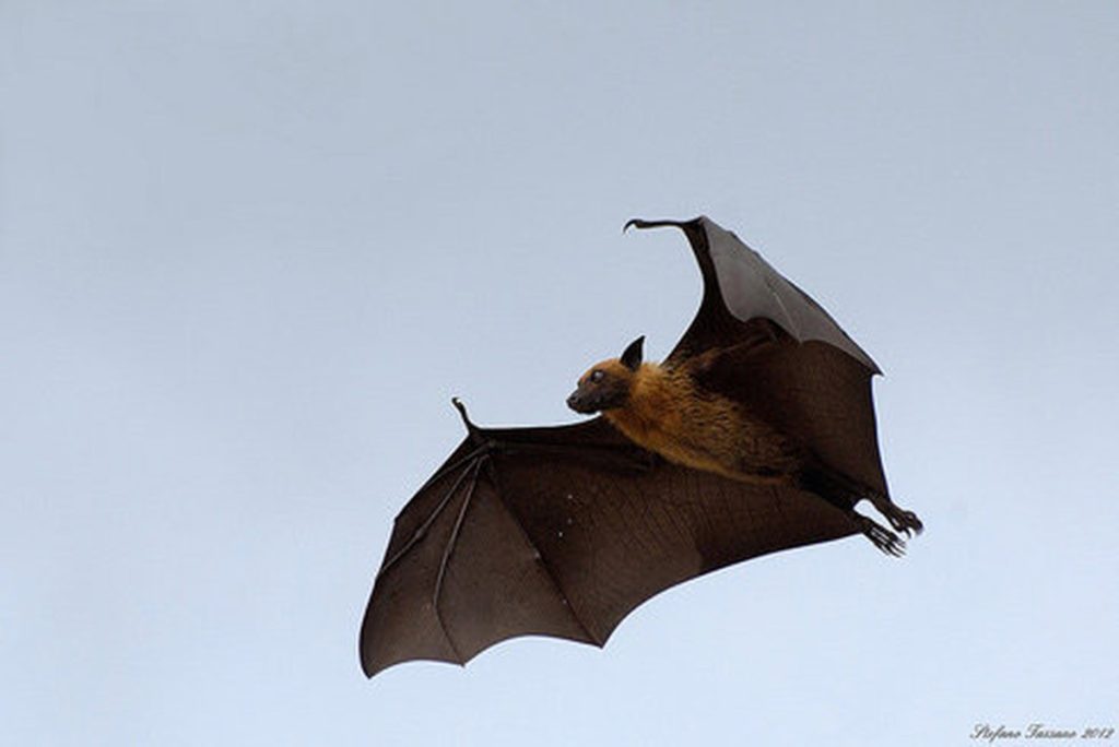 Mơ Thấy Dơi Giải Mã 35+ Điềm Báo & Con Số May Mắn 2026 9 mo thay doi 4140