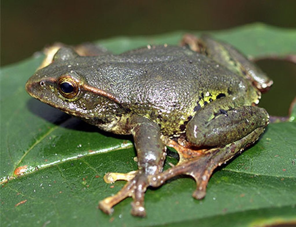 Mơ Thấy Ếch Là Điềm Gì? Giải Mã 50+ Giấc Mơ Và Con Số May Mắn 10 mo thay ech 4132