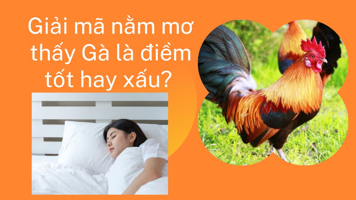 Nằm Mơ Thấy Gà 2026 Giải Mã Điềm Báo Tốt Xấu Và Con Số Lộc 1 nằm mơ thấy gà trống