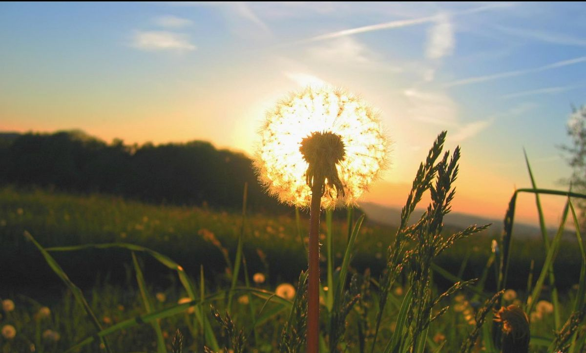 Mơ Thấy Hoa Giải Mã 50+ Điềm Báo Và Con Số May Mắn 2026 5 mơ thấy nụ hoa