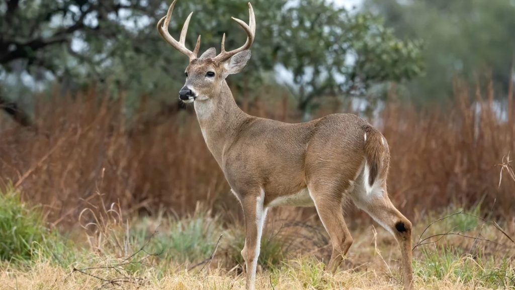 Mơ Thấy Hươu Giải Mã 25+ Điềm Báo May Mắn Và Tài Lộc 2026 13 mo thay huou 4109