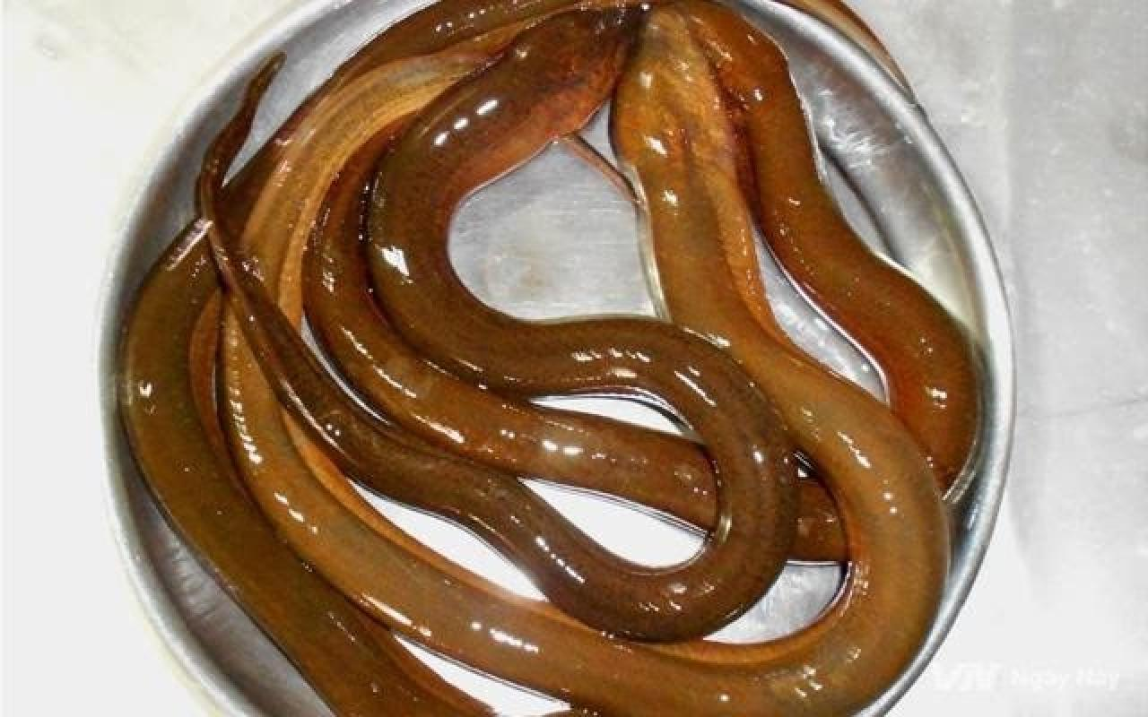 Mơ Thấy Lươn Giải Mã 35+ Điềm Báo Tốt Xấu Và Con Số May Mắn 6 mơ thấy lươn cắn