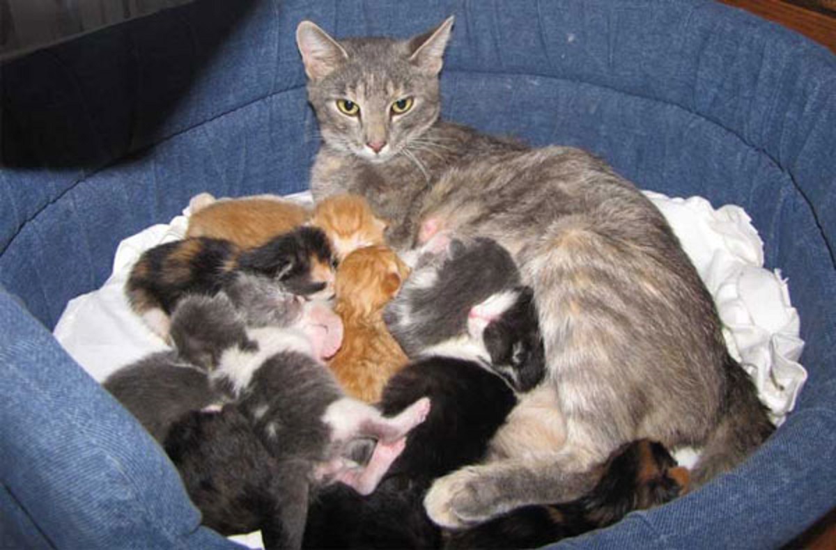 Mơ Thấy Mèo Đẻ 2026 Luận Giải Điềm Báo Và Số May Mắn 1 Mơ thấy mèo đẻ là điềm báo may mắn về tài lộc