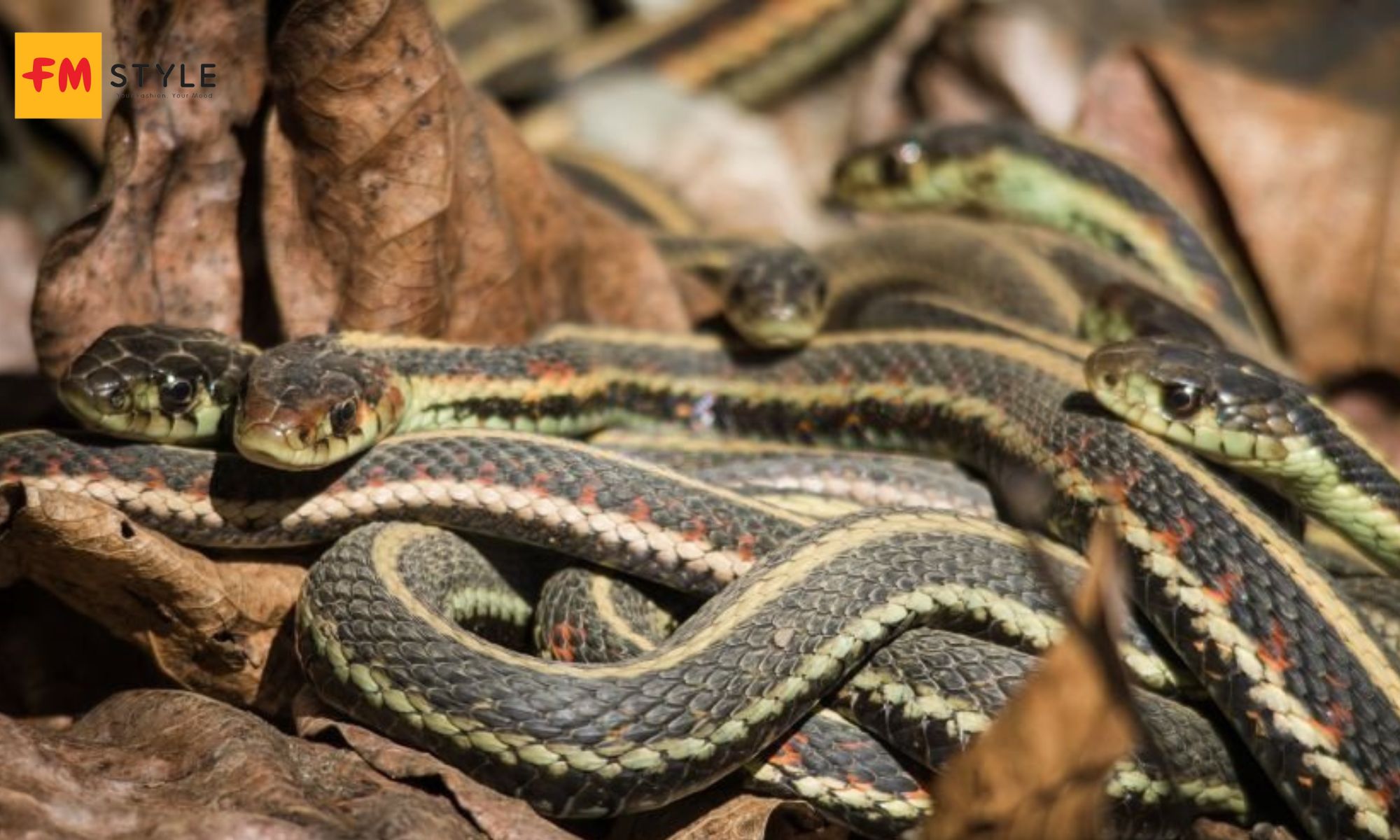 Giải mã giấc mơ 3 con rắn báo điềm lành hay dữ? Số nào? 1 mơ 3 con rắn