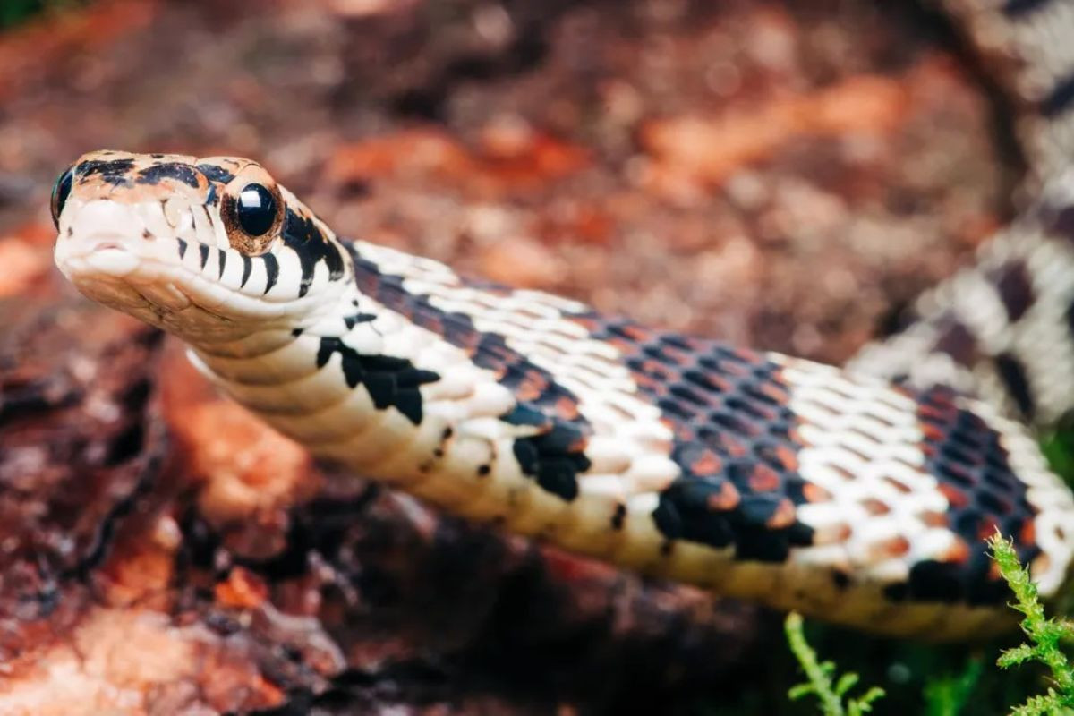 nằm mơ thấy rắn cắn