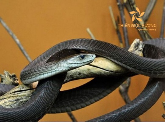 mơ thấy giết rắn xanh