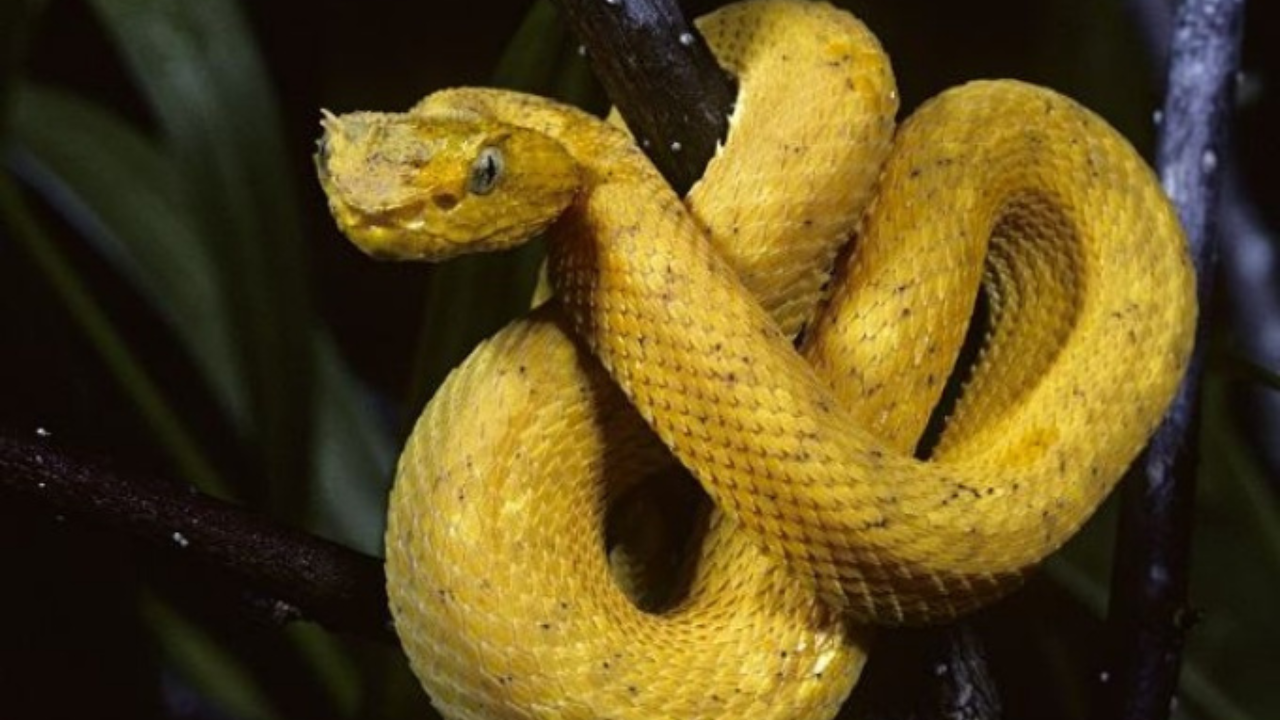 mơ thấy rắn xanh