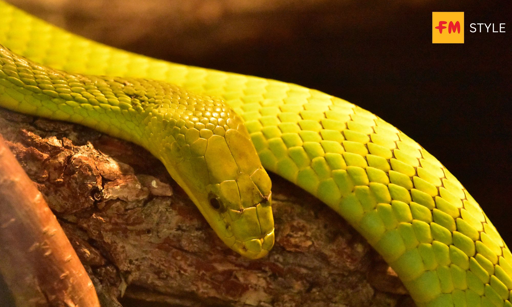 Mơ Thấy Rắn Xanh Điềm Gì? Giải Mã Tốt Xấu & Số May Mắn 2026 6 Mơ thấy con rắn khổng lồ