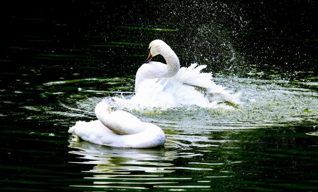 mo thay thien nga 4055