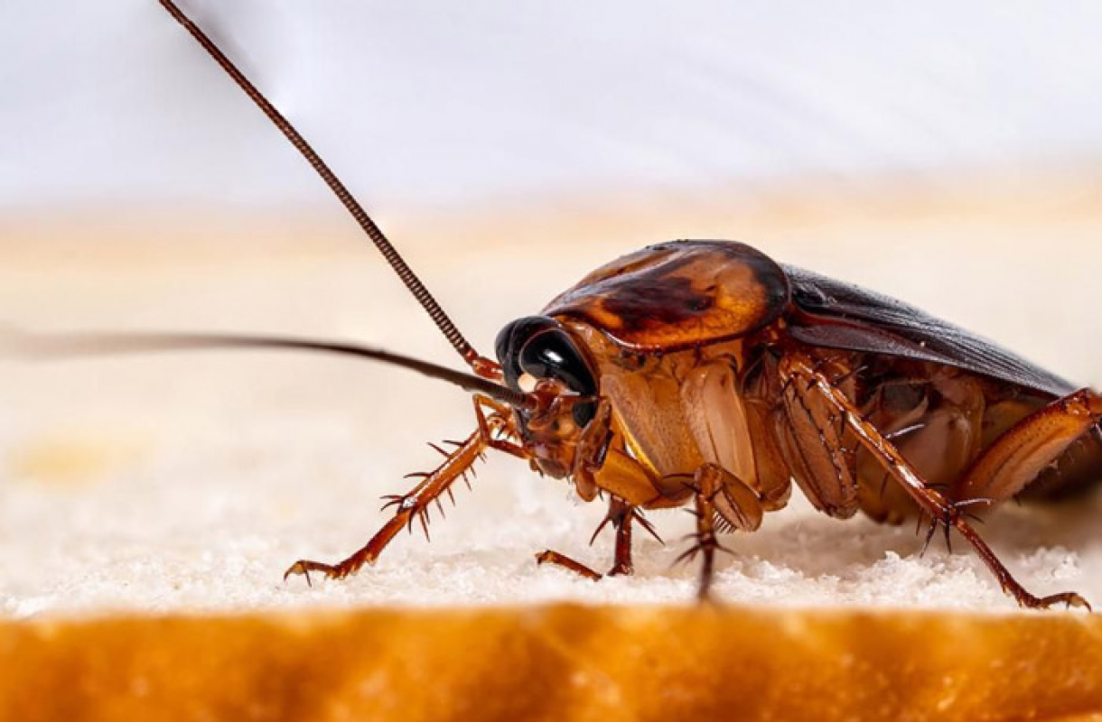 Mơ thấy gián khổng lồ