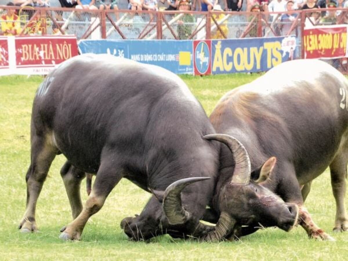 Nằm Mơ Thấy Trâu Điềm Gì? Giải Mã 20+ Giấc Mơ & Con Số 3 Nằm mơ thấy trâu húc nhau