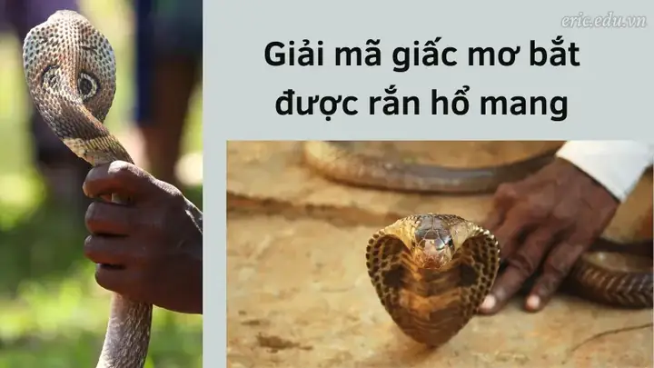 nằm mơ bắt được rắn hổ mang