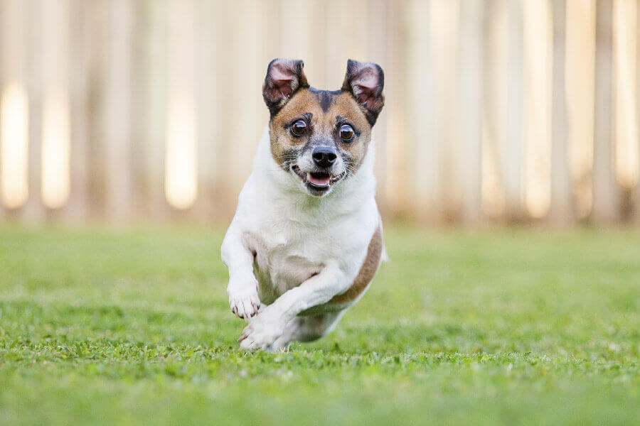 Mơ Bị Chó Đuổi Giải Mã Điềm Báo Tốt Xấu & Số May Mắn 2026 3 mơ bị rất nhiều con chó đuổi