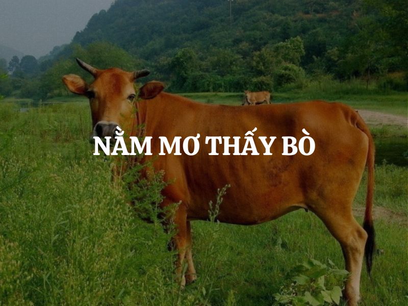 Mơ Thấy Bò Giải Mã 50+ Điềm Báo & Con Số May Mắn 2026 1 mơ thấy bò điềm gì