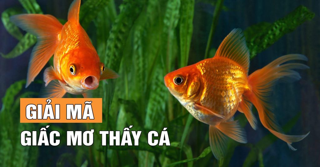 Nằm Mơ Thấy Cá Giải Mã Điềm Báo & Con Số May Mắn 2026 16 nam mo thay ca 2933