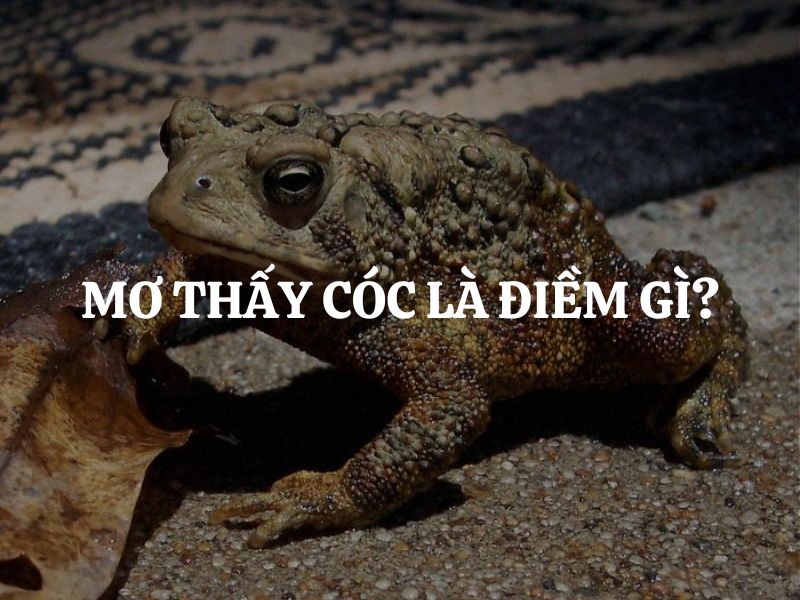 Mơ Thấy Con Cóc Điềm Gì? Tốt Hay Xấu? Đánh Số Mấy? 1 Giải mã chi tiết giấc mơ thấy con cóc