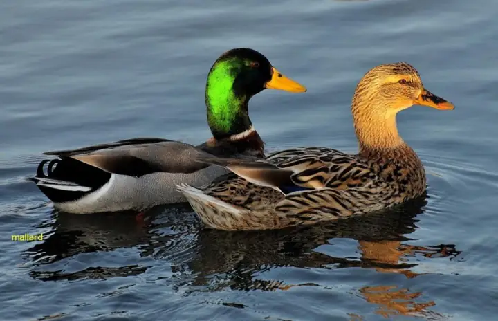 Giải Mã 50+ Giấc Mơ Thấy Vịt Điềm Báo Tốt Hay Xấu 2026 2 mơ thấy đàn vịt