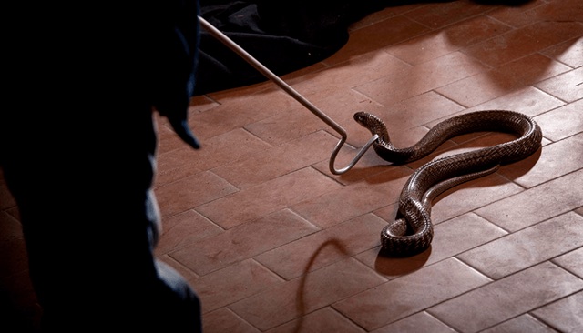 nằm mơ thấy mình giết rắn