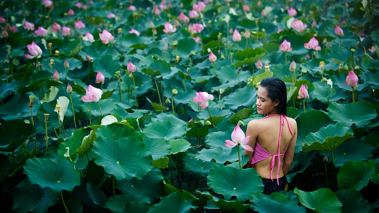 Mơ thấy hoa sen trắng thuần khiết