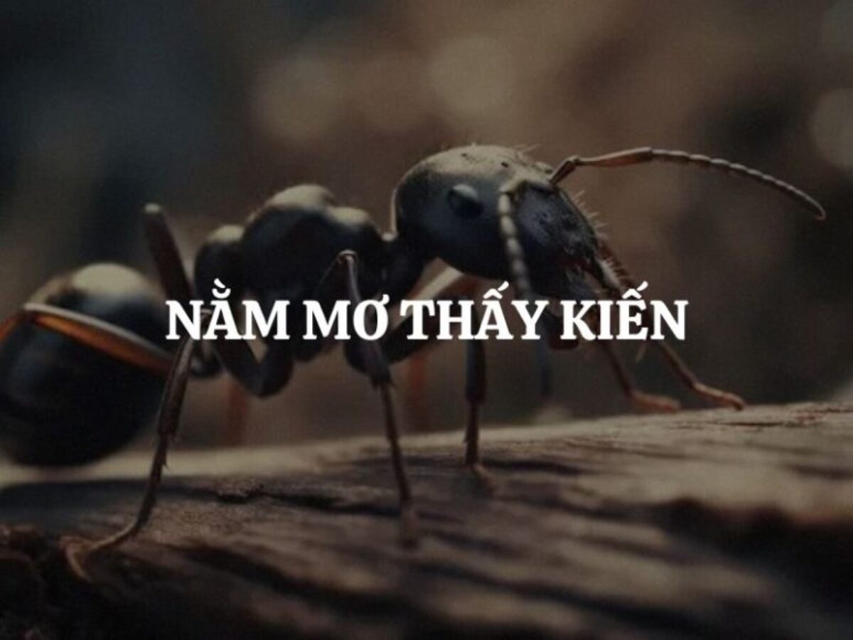 Nằm Mơ Thấy Kiến Giải Mã 35+ Điềm Báo & Con Số May Mắn 1 nằm mơ thấy kiến